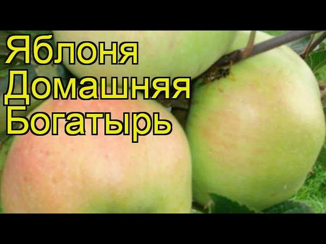 Яблоня домашняя Богатырь. Краткий обзор, описание характеристик malus domestica Bogatyr