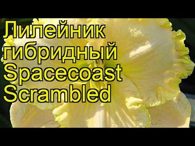 Лилейник гибридный Спейскост Скрамблед. Краткий обзор, описание hemerocallis Spacecoast Scrambled