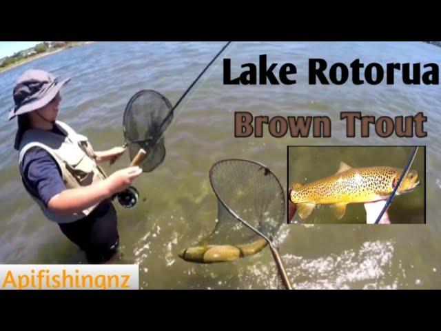 Fly Fishing For Brown Trout Around Lake Rotorua New Zealand