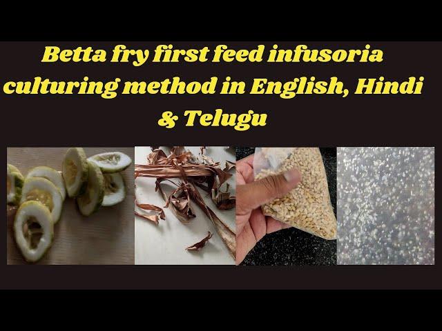 Betta fry first feed infusoria culturing and maintenance in English, Hindi and Telugu