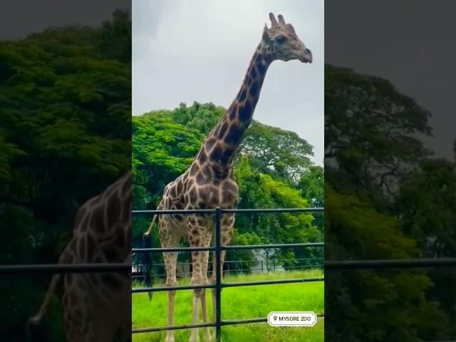 Mysore Zoo. 9 /8/2022#shorts #mysorezoo #zoo full vdok channelil kerikko