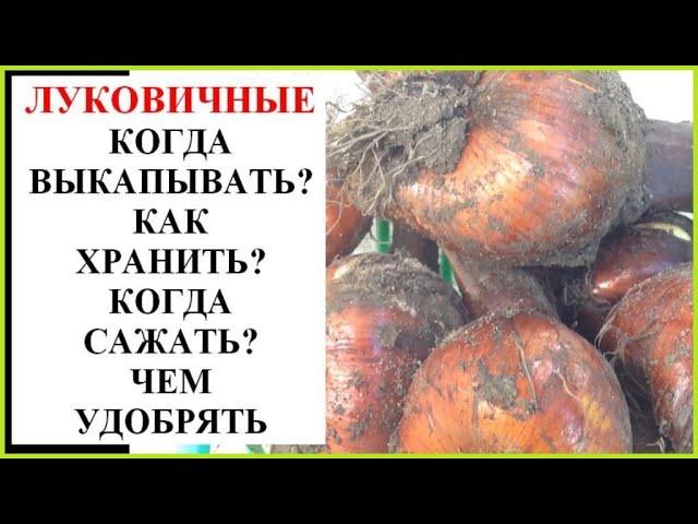 Луковичные. Когда копать, как хранить, когда и как сажать?