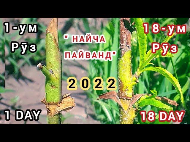 Тарзи пайванд кардани Шафтолу #НАЙЧА_ПАЙВАНД #Hayoti_Man #Прививка_персик