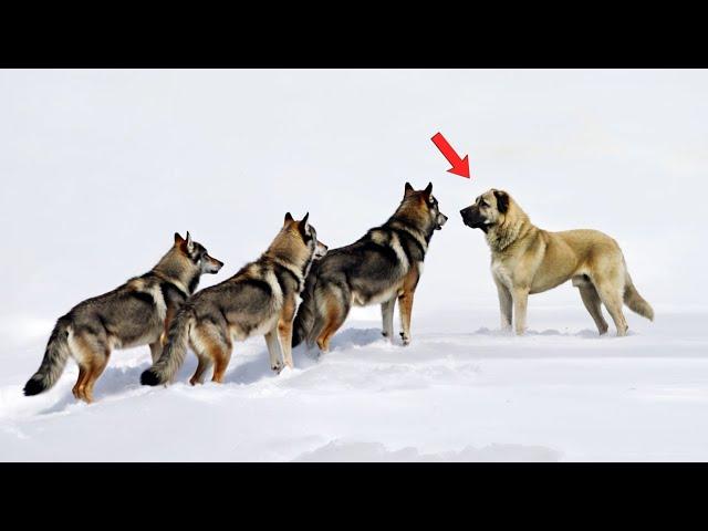 Wolves VS Kangal Dog Meet in The Wild!