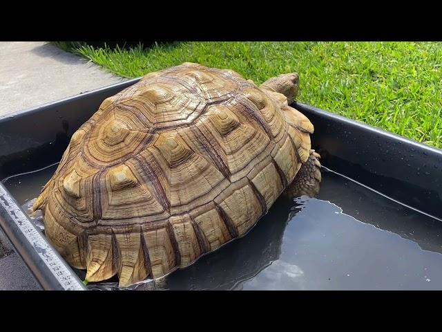 How to soak your adult Sulcata tortoise! Why it’s important to soak tortoises in general! And more!