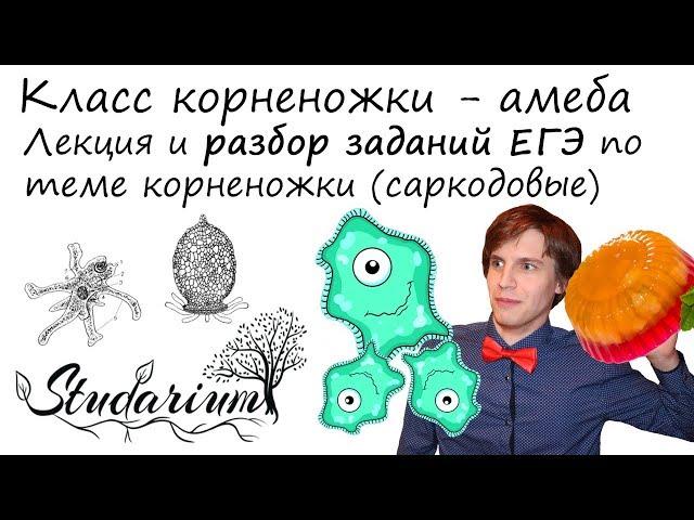 Класс корненожки, саркодовые. Амеба. Лекция и разбор заданий ЕГЭ по теме корненожки.