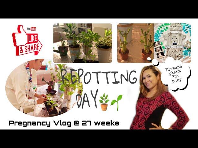 Repotting House Plants / Pregnancy Vlog / Sheryl Squad