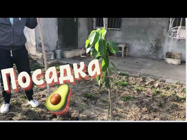 Planting Avocado  in the open ground - the height of the Tree is more than 1 meter