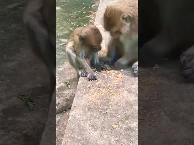 MONKEY#Mom&baby lovely monkey #so cute #viral #animals#video#short#youtube