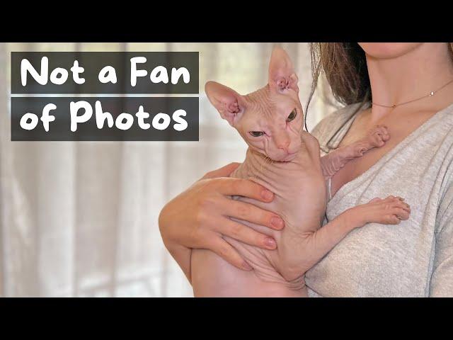 Things You Should Know Before Getting a Sphynx Cat | The Cat Butler