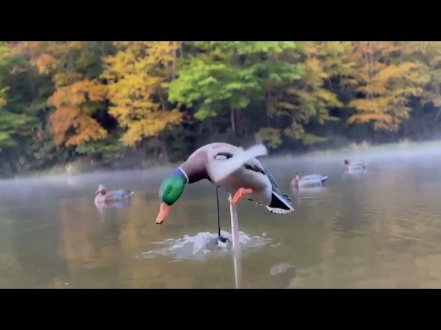 Listen To A Spinning Wing Decoy (Not Your Ordinary Decoy!)