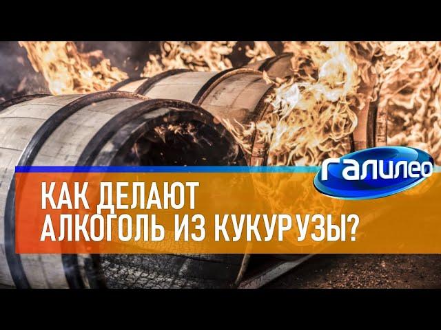 Галилео  Как делают алкоголь из кукурузы?