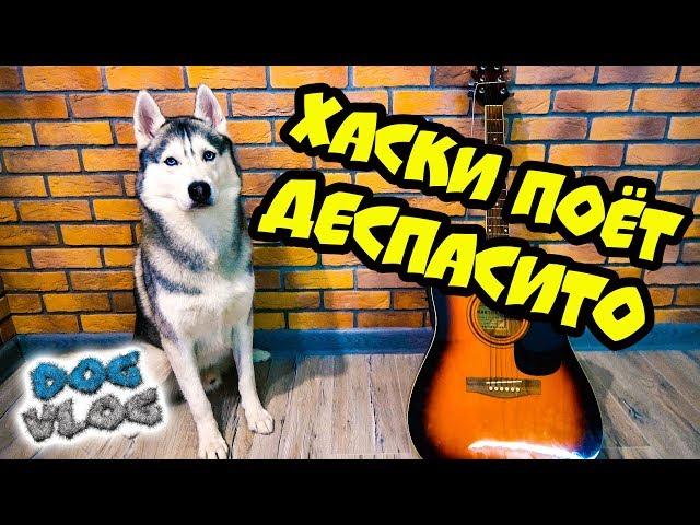 DOGVLOG: ОЙ СПАСИТО ПОМОГИТО! (Хаски Бандит) Говорящая собака