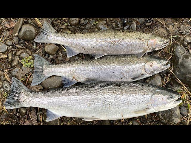 Early Coastal Winter Steelhead LIMITS! | BOBBER DOWN | Fishing the PNW