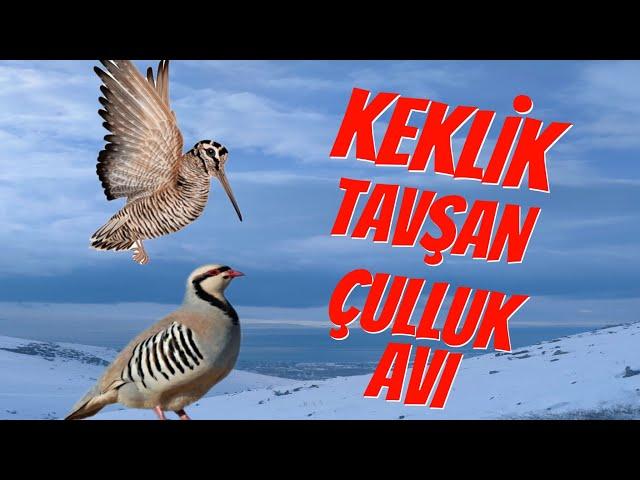 Keklik, Çulluk(YELVE), Tavşan Avı#çulluk#harehunting  #woodcock #keklik #tavşanavı #avcı #keşfet