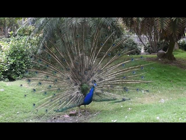 #Футаж гордый павлин ◄4K•HD► #Footage proud peacock