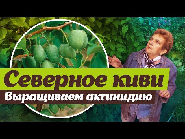 Северное киви - актинидия  Как выращивать полезное растение