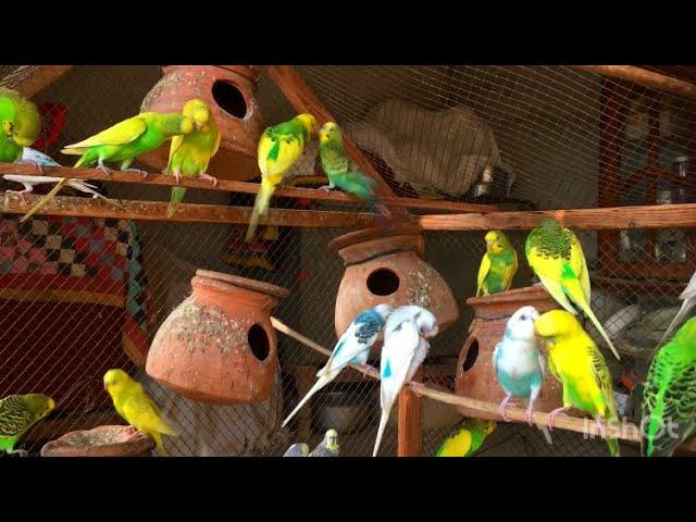 Budgies sounds for Lonely birds Budgies birds 10 minutes beautiful sounds