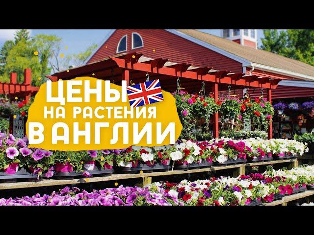 Покупки в садовом центре, цены и жизнь на скалистых побережьях