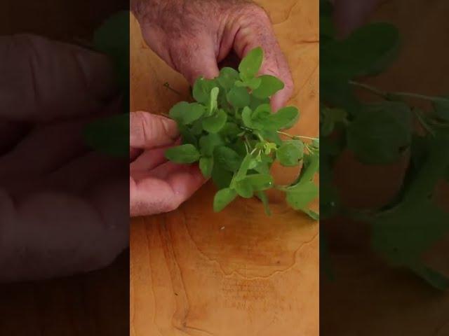 Oregano sliced