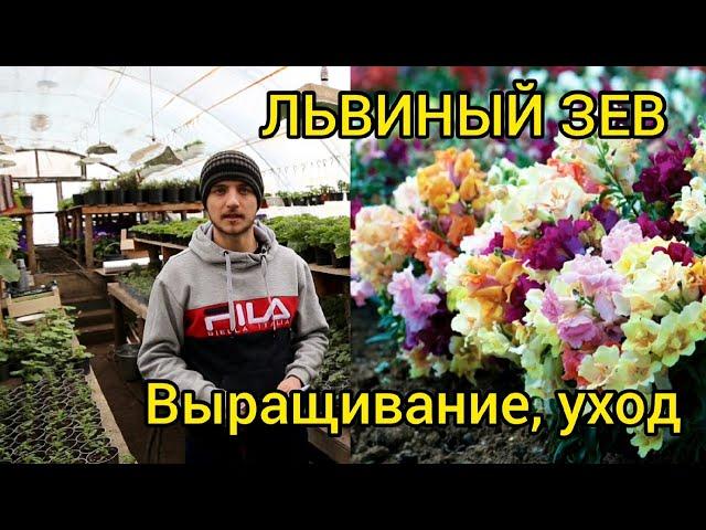 ЛЬВИНЫЙ ЗЕВ - Как вырастить низкую, крепкую и пышную рассаду.