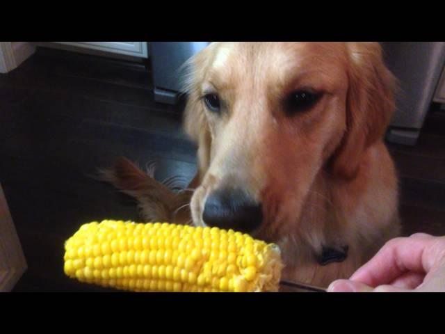 Kali eating corn on the cob.