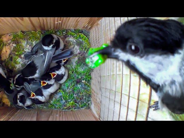 How Do These Tiny Birds Raise So Many Babies? Nest Box Camera Full Story of a Cute Chickadee Family