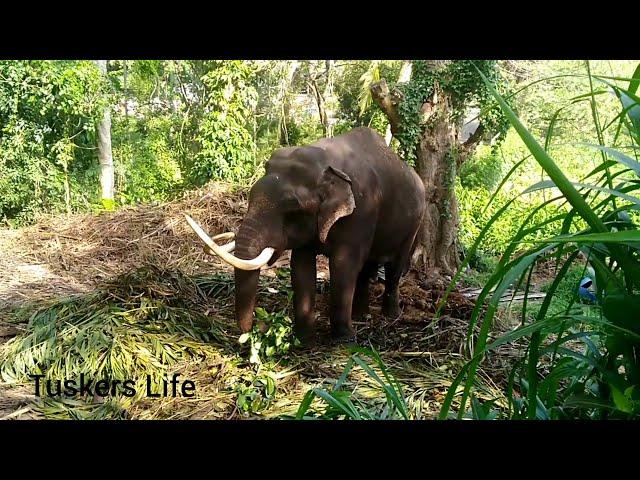 TUSKER INDI RAJA IN SRI LANKA 