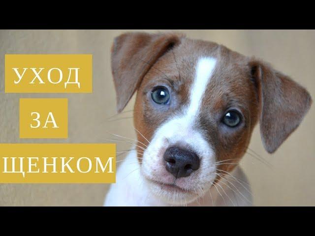 Уход за щенком | Что купить для щенка | В доме появился щенок