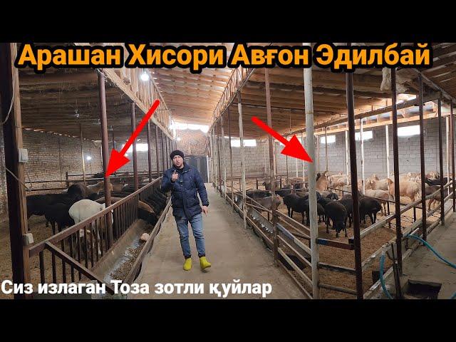 Мана уша сиз излаган тоза зотли Қуйлар