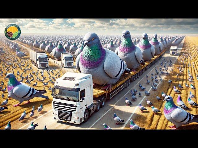 How Chinese Farmers Raise Millions of Pigeons: Pigeon Meat Processing Factory | Farming Documentary