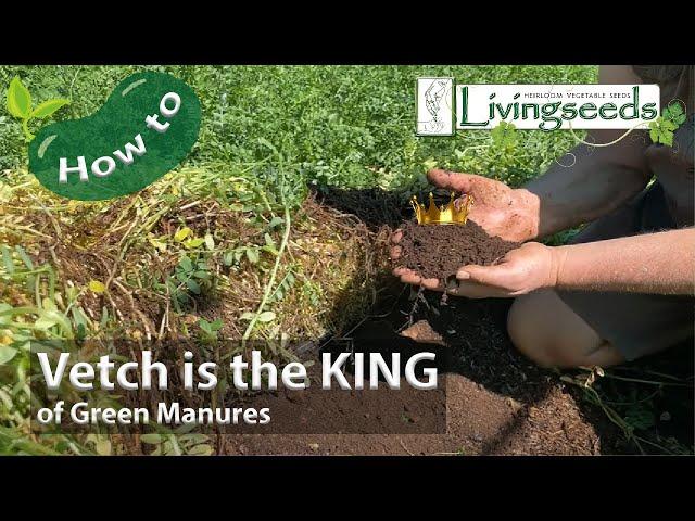 Vetch is the KING of Green Manures