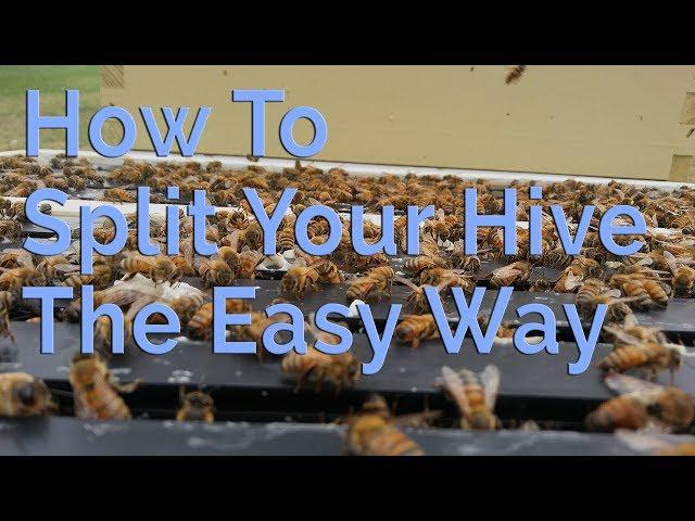 How To Split Your Beehive The Easy Way