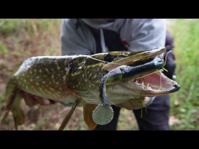 These River Pike Were soo Aggressive!