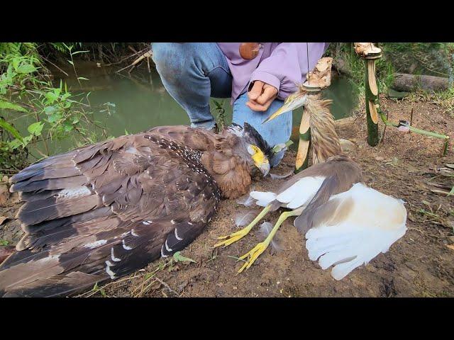 สาวดอย วางกับดักโบราณอันน่าทื่งที่ใช้จับนกขนาดใหญ่ Amazing Ancient traps used to catch large birds