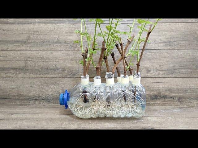  Укоренитель черенков из 5 литровая бутылки /Fantastic Grow Grape Vines from Cuttings on water