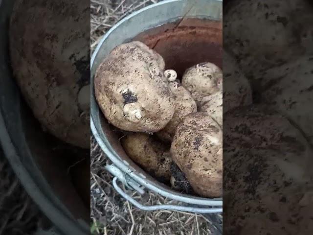 ТАКОЙ КАРТОФЕЛЬ НАМ НУЖЕН // КОЛЛЕКЦИЯ ЛИПАТОВОЙ АНАСТАСИИ // ВАЦАП ДЛЯ ЗАКАЗА 89152468159 ПИСЬМЕННО