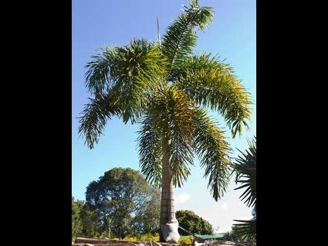 How to Grow a Foxtail Palm - It's EASY