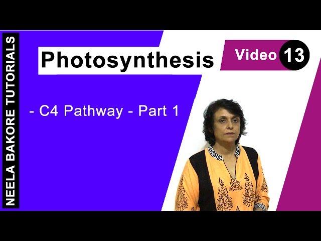 Photosynthesis | NEET | C4 Pathway - Part 1 | Neela Bakore Tutorials