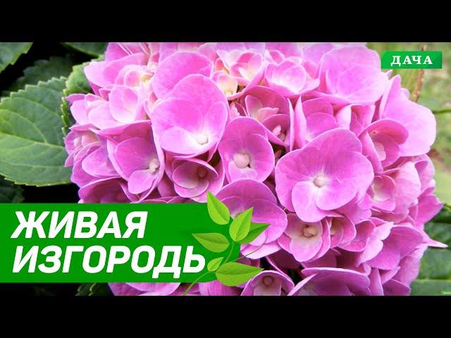 Добрый сад №8 - Живая изгородь и уход за рододендроном