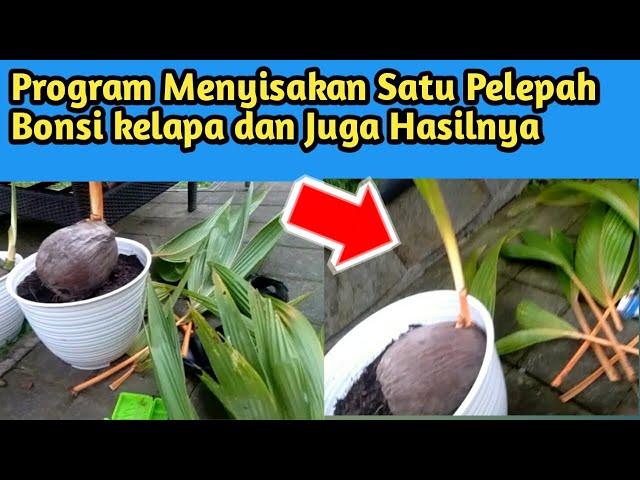 PROGRAM MENYISAKAN 1 PELEPAH BONSAI KELAPA ( DAN HASILNYA )