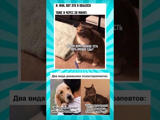 Мемасики про котиков часть 315 #meme #funny #shorts