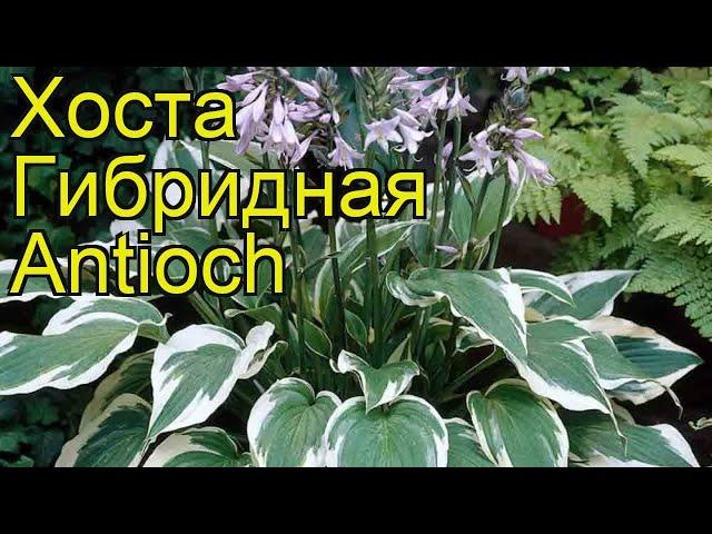 Хоста гибридная Антиоч. Краткий обзор, описание характеристик hosta hybridum Antioch