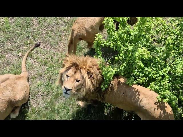 В гостях у среднего прайда! Тайган Lions in Crimea