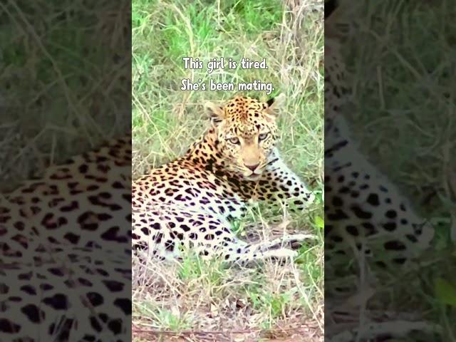 Fatigued Female Leopard Hits Pause on Mating | #shorts