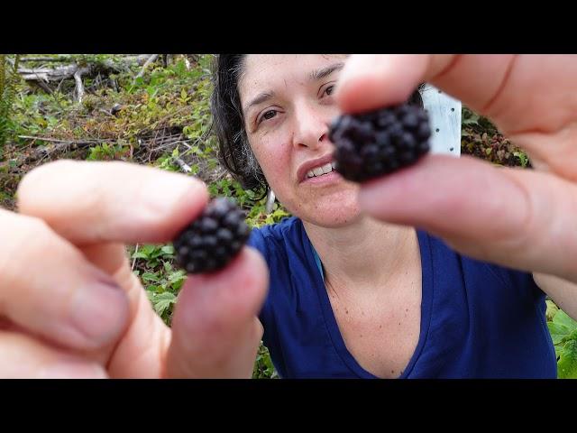 Trailing blackberry (Rubus ursinus)