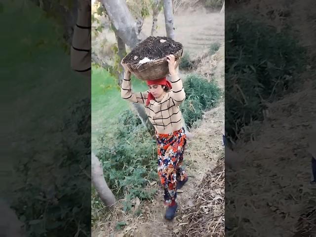 पहाड़ी orgnic खाद ‍|| Onion farming #minivlog #villagelife #pahadilifestyle #onion #pahadivlogs