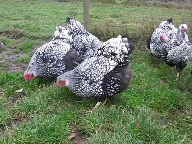 SILVER LACED WYANDOTTE LARGE FOWL FROM CHESHIRE POULTRY