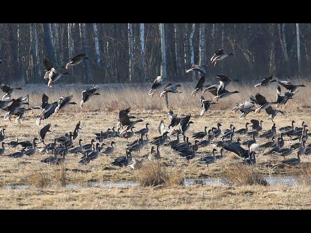 НАРОДНЫЕ ПРИМЕТЫ НА 26 СЕНТЯБРЯ – ДЕНЬ КОРНИЛИЯ