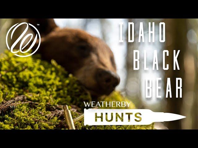 Weatherby Hunts: Spring Black Bears in Idaho